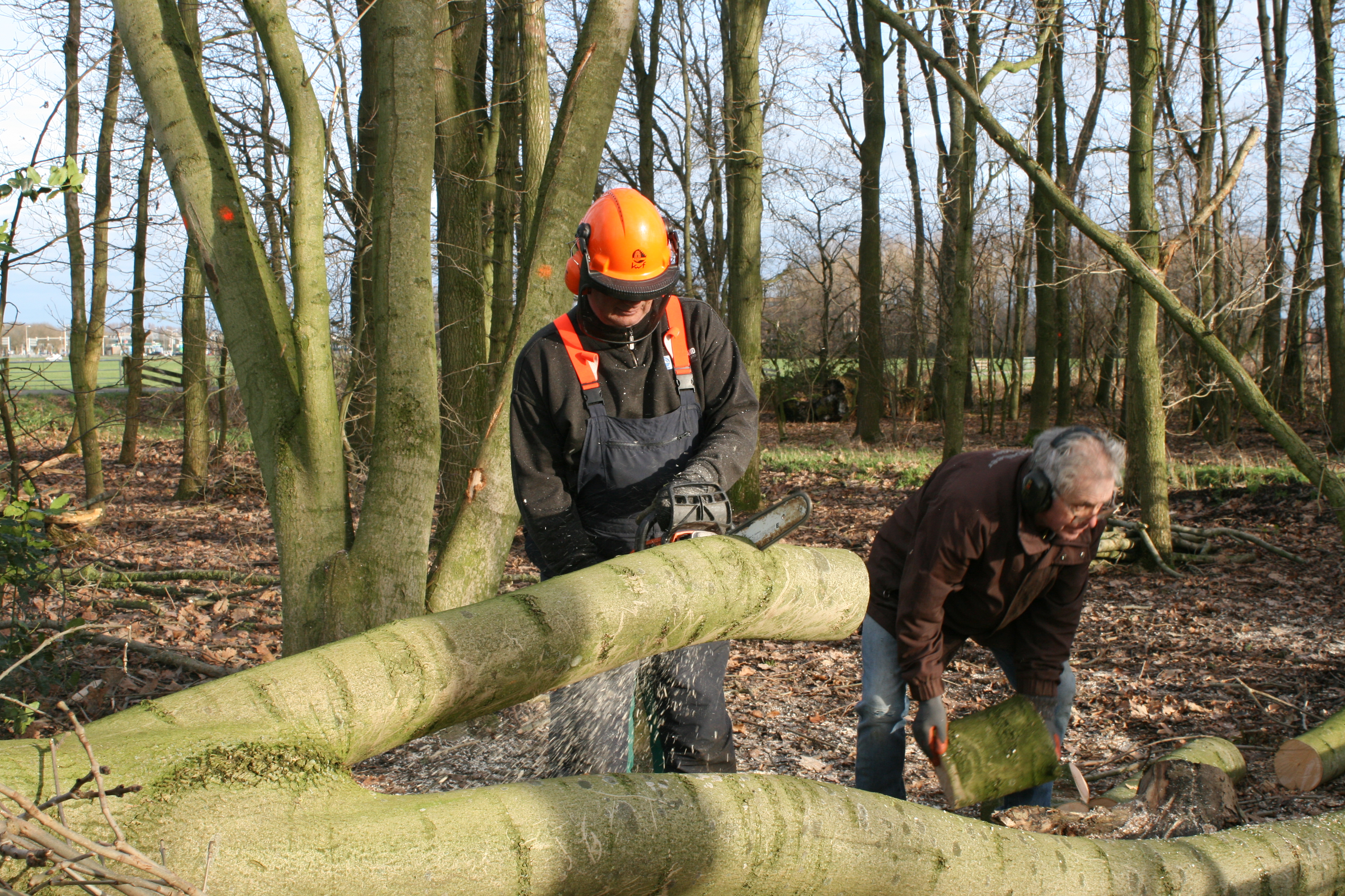 Knotploeg (Spookverlaat). Foto van Margot Klingers.